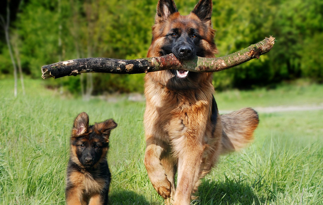 Deutscher Schäferhund